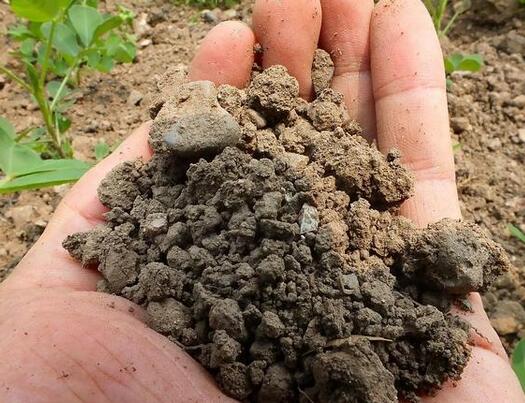 土壤微生物對作物生長的影響