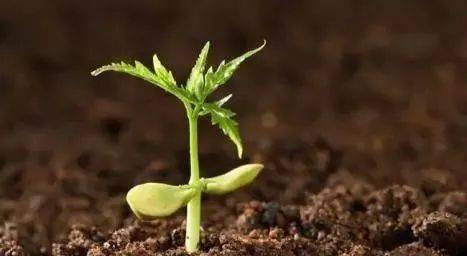 關(guān)于生物有機(jī)肥的17個(gè)問(wèn)題與大家一起學(xué)習(xí)一下！