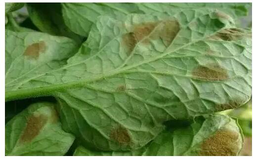 作物細(xì)菌性、真菌性等各類病害的主要特征及區(qū)分方法