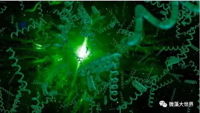 藻類是一種可以替代石油的環(huán)保能源