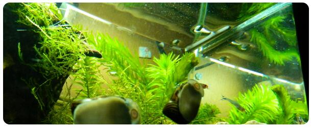 藻類植物是否都生長(zhǎng)于水里