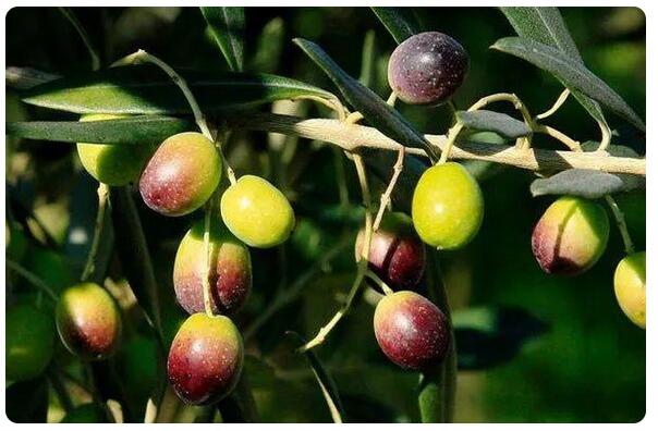 橄欖苦苷體外抗氧化活性、抑菌活性分析及對(duì)細(xì)菌生長(zhǎng)曲線的影響