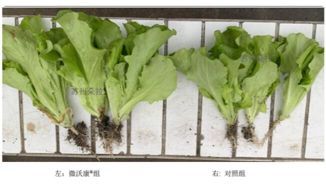 酵素肥對植物促生菜生長&增葉的作用