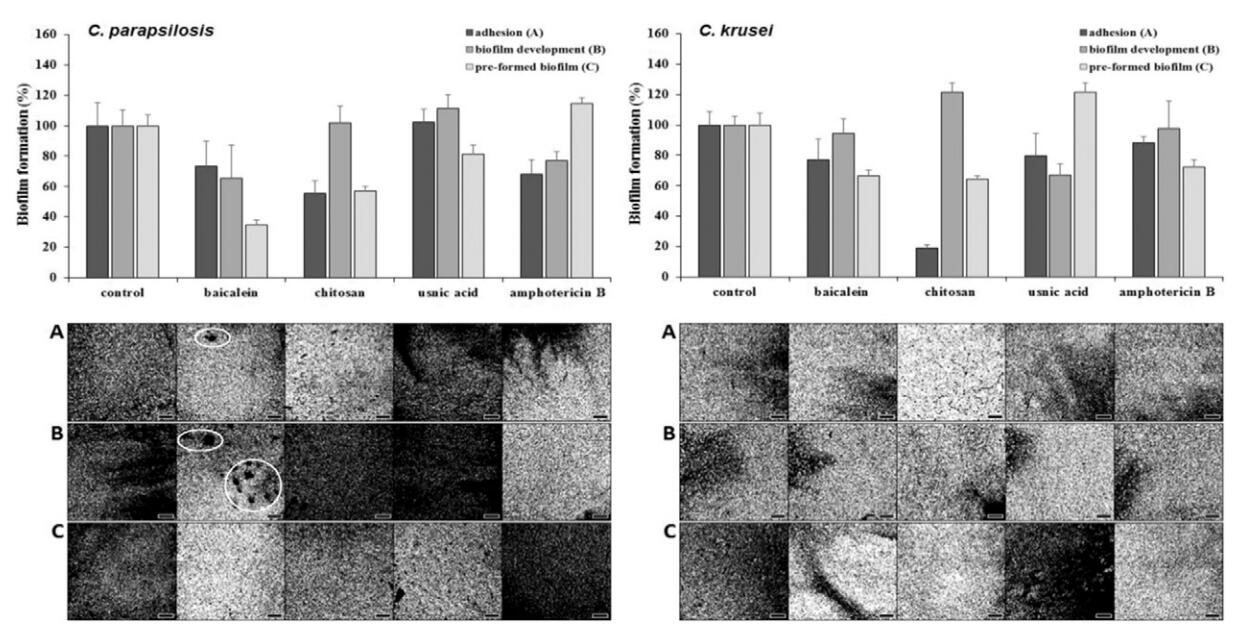 應(yīng)用細(xì)胞成像分析裝置評價黃芩甙元、殼聚糖和念珠菌和地衣酸對假絲酵母菌和克魯斯假絲酵母菌中生物膜的影響