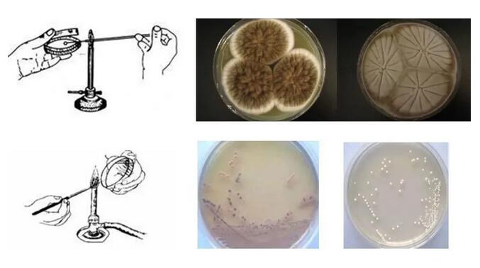 微生物檢測基礎(chǔ)知識大全！