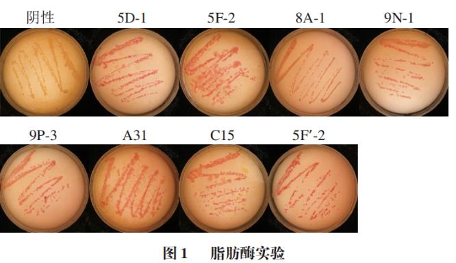 肉源性葡萄球菌生長條件、安全性指標與發(fā)酵特性