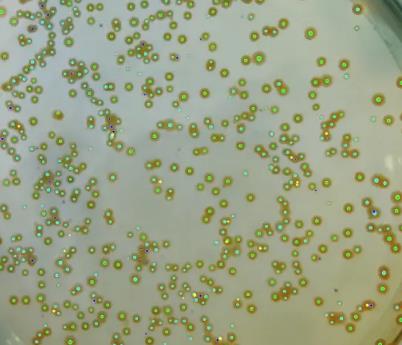 細菌生長溫度影響因素分析