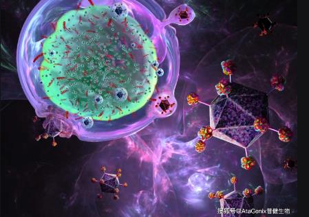 微生物烈性噬菌體一步生長(zhǎng)曲線