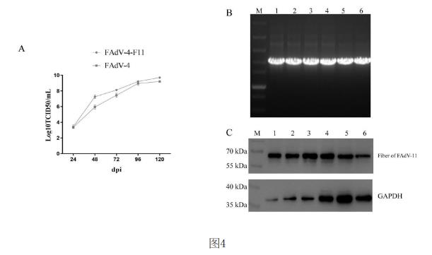 刪除RFP表達(dá)盒的重組血清4型禽腺病毒的生長(zhǎng)曲線測(cè)定