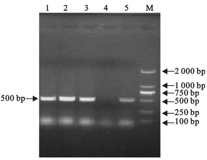 副雞禽桿菌生長(zhǎng)曲線測(cè)定方法：分光光度法VS菌落計(jì)數(shù)法（二）