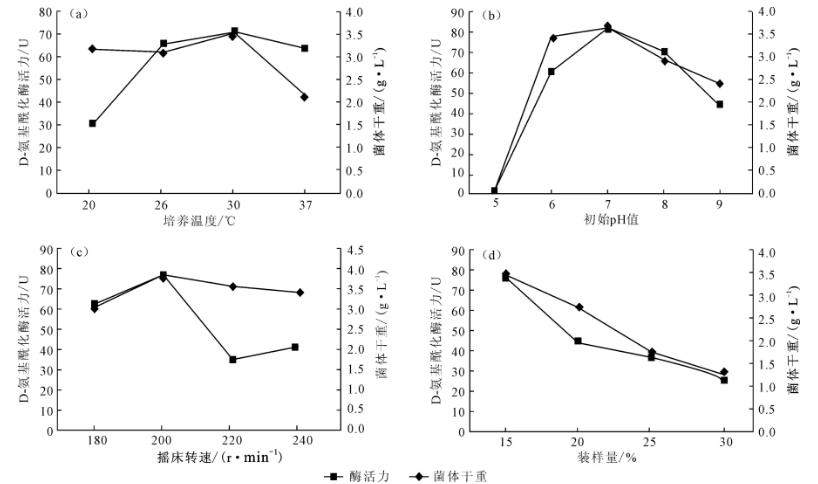 產(chǎn)D－氨基?；傅木旰Y選、鑒定及培養(yǎng)條件