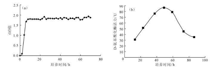 菌齡、碳、氮源對產(chǎn)D－氨基?；傅木闍55生長及酶活力的影響