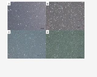 草魚腦組織的制備、培養(yǎng)條件及生長曲線繪制