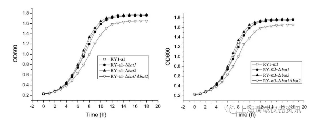 BAT2單基因缺失酵母突變體菌株，可減少中國(guó)黃酒發(fā)酵過(guò)程中的高級(jí)醇的產(chǎn)生