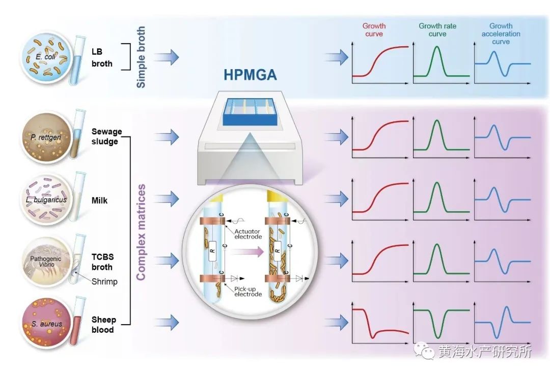 微生物生長(zhǎng)曲線分析儀及其應(yīng)用技術(shù)研究進(jìn)展