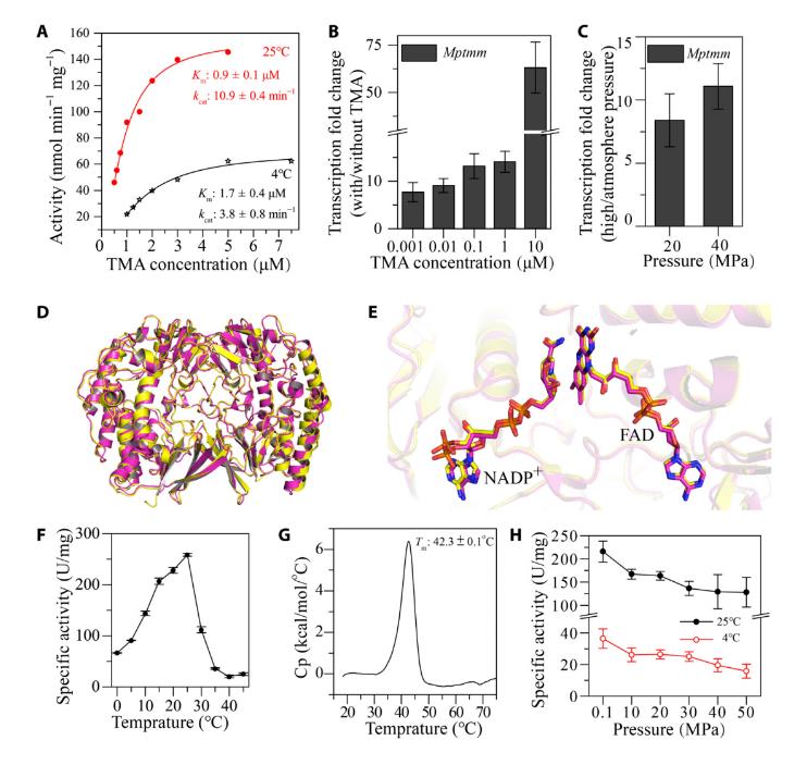 三甲胺和三甲胺N-氧化物可使深海細(xì)菌具有耐受深海高靜水壓的能力