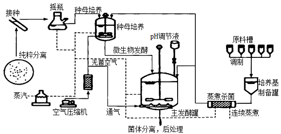 青霉菌的生長(zhǎng)過(guò)程、發(fā)酵工藝流程