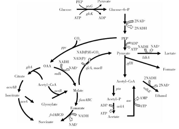 L-蘋果酸在大腸桿菌中合成途徑