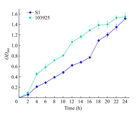 枯草芽孢桿菌S1對(duì)黃瓜白粉病的預(yù)防促生作用