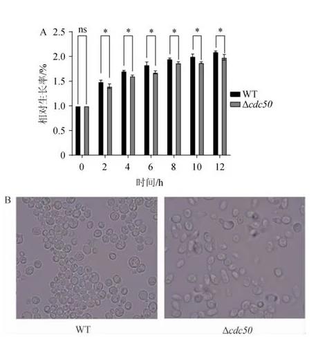 ?釀酒酵母細(xì)胞cdc50基因的生物學(xué)作用及生長(zhǎng)曲線