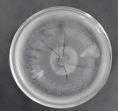 生防真菌生長特性與適宜培養(yǎng)條件【實(shí)驗(yàn)】