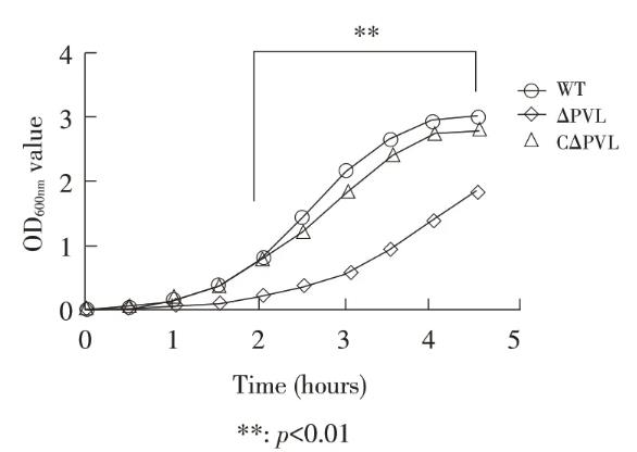 金黃色葡萄球菌株P(guān)VL基因敲除后生長曲線測定