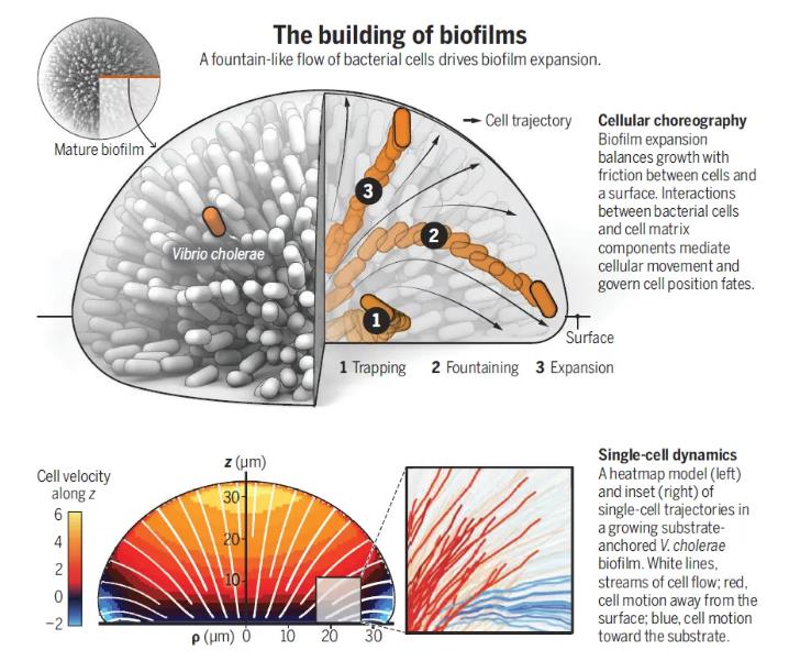 單個(gè)細(xì)胞的動(dòng)態(tài)如何驅(qū)動(dòng)生物膜的形成、結(jié)構(gòu)及發(fā)育