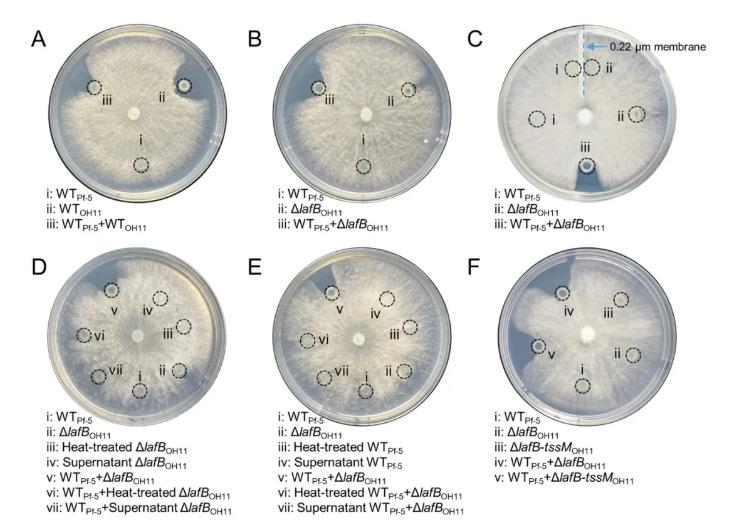 新的微生物種間和跨界相互作用模式——操控自身的抗真菌化合物抑制鄰近真菌的生長