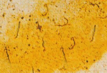 密螺旋體亞型四種分離株的生長曲線