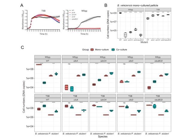 芽孢桿菌SQR9和施氏假單胞菌XL272共養(yǎng)合作，促進植物健康