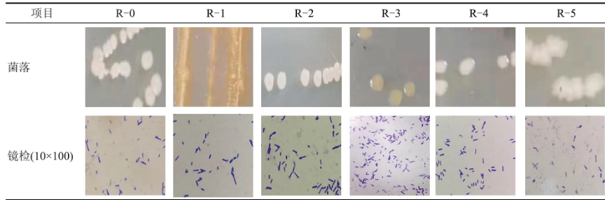 老窖泥篩選分離的6株乳酸利用菌培養(yǎng)、發(fā)酵性能、生長(zhǎng)范圍（一）