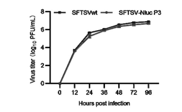 發(fā)熱伴血小板綜合征病毒生長(zhǎng)曲線及重組鑒定