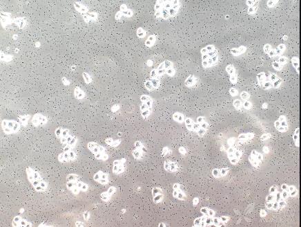 不同基礎(chǔ)液配方的牛支原體培養(yǎng)基中的生長(zhǎng)曲線測(cè)定