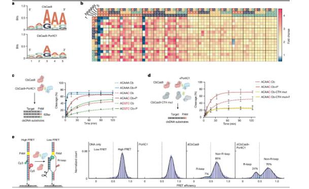MCPC微凝膠可恢復(fù)腸道微生物失調(diào)并促進(jìn)SCFA產(chǎn)生