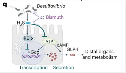 腸道微生物共生菌脫硫弧菌影響代謝健康的新機(jī)制