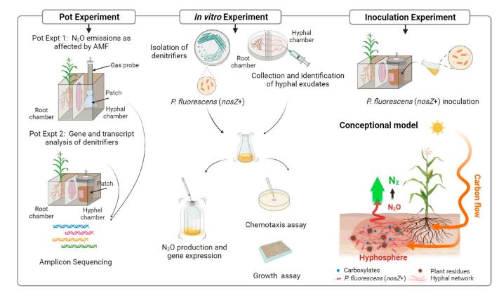 熒光假單胞菌JL1對(duì)菌絲分泌物生長(zhǎng)反應(yīng)及對(duì)N2O排放的影響