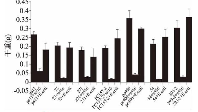 實(shí)驗(yàn)證明：非脫羧勒克菌wt16可抑制黃曲霉生長(zhǎng)性及產(chǎn)毒（一）