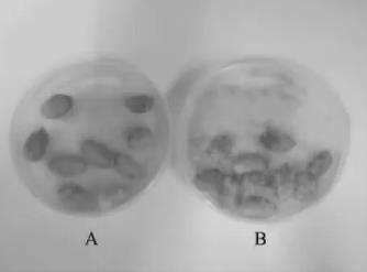 實(shí)驗(yàn)證明：非脫羧勒克菌wt16可抑制黃曲霉生長(zhǎng)性及產(chǎn)毒（二）