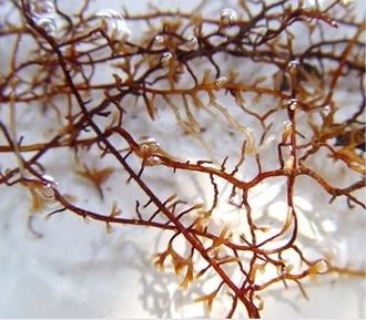 鹽堿土壤真菌群落結(jié)構(gòu)分布特征