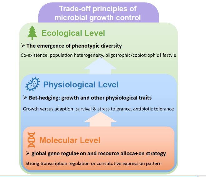 一個全新的細菌生長調控的權衡理論體系，與國際主流觀點有何不同