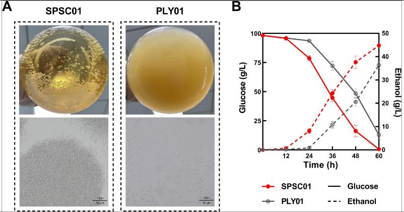 乙酸脅迫下酵母細胞絮凝提高酵母的應激耐受性和高效的纖維素乙醇生產