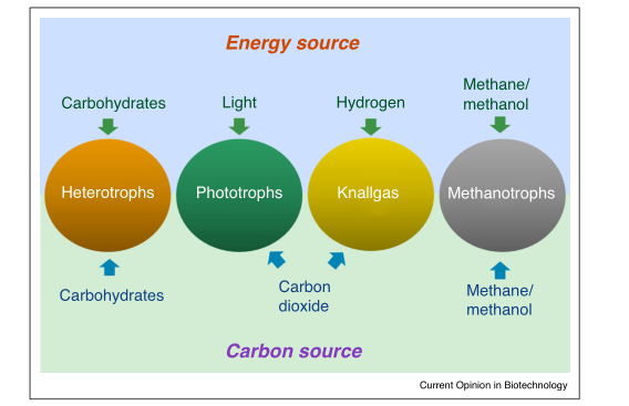 單細(xì)胞蛋白是微生物菌體嗎？有哪些用途？