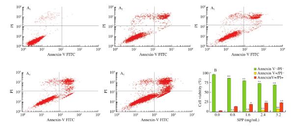 不同劑量SPP對人結(jié)腸癌DLD-1細(xì)胞能量代謝的影響（二）