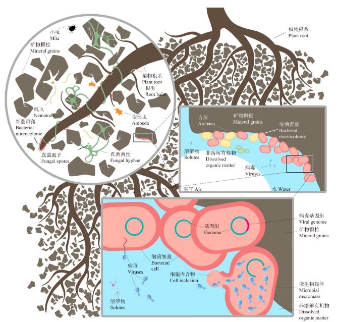 土壤微生物之病毒類型、研究發(fā)展態(tài)勢及熱點