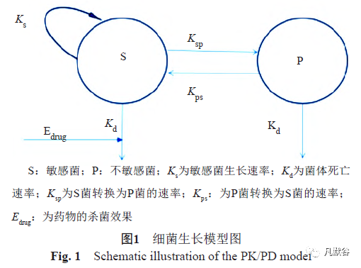 數(shù)學(xué)建模：抗菌藥物對金葡菌的體外殺菌曲線，推測PK/PD的靶值