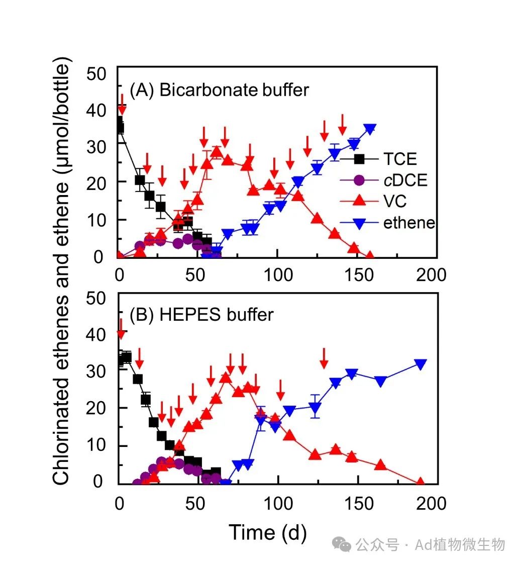 一氧化碳支持微生物厭氧還原脫氯，拓展脫鹵擬球菌生長條件的多樣性