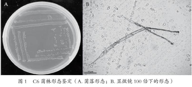 香蕉果園土壤中分離的草銨膦降解菌株生長特性（一）