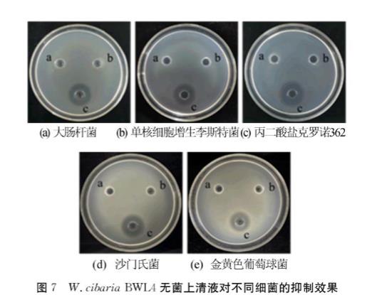 生長曲線分析儀研究食竇魏斯氏菌生物學(xué)共性及抑菌譜特性（三）