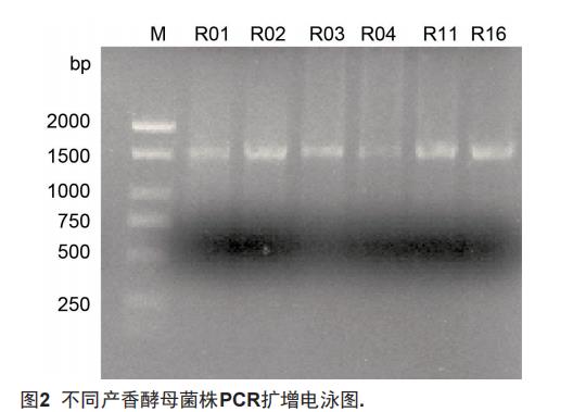產(chǎn)香酵母篩選、生長曲線、耐受性及與釀酒酵母混菌發(fā)酵果酒的感官評價——摘要
