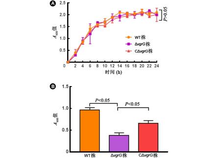 肺炎克雷伯菌vgrG基因缺失株構(gòu)建、體外生長能力測定（三）